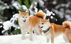 Akita Inu Dogs playing in the snow