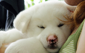 Akita Inu puppy in the hands of the owner