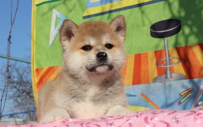 Akita Inu puppy on a blanket