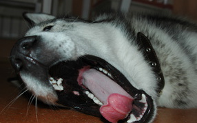 Alaskan Malamute yawned