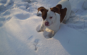 American Bulldog playing in the snow