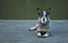 Австралийская пастушья собака на деревянном мосту