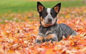 Щенок австралийской пастушьей собаки лежит на осенней листве