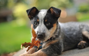 Australian shepherd puppy and autumn leaf
