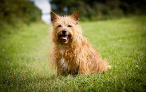 Australian terrier on the grass