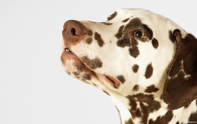 Awesome Dalmatian picture