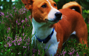 Собака породы басенджи среди цветов