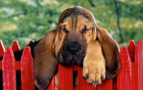 Basset Hound fell asleep on the fence