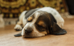 Basset hound puppy fell asleep on the floor
