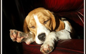 Собака породы бигль спит на бордовом диване