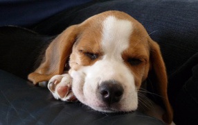 Собака породы бигль смотрит десятый сон на кресле