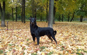 Beauceron in beautiful autumn forest