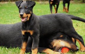 Beauceron puppy and his mother
