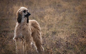 Beautiful Afghan Hound in nature