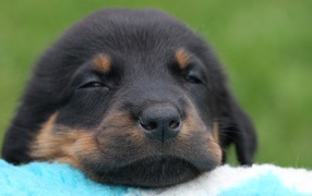Beautiful Beauceron puppy falling asleep