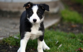 Beautiful Border Collie puppy goes on the grass