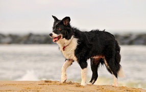 Beautiful Border Collie soiled in sand