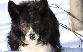 Beautiful Border Collie standing in a snowbank
