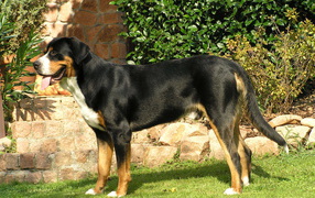 Beautiful Greater Swiss Mountain Dog stands on the lawn