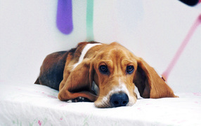 Beautiful basset hound on the bed