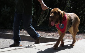 Beautiful bloodhound on a walk with the owner