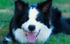 Beautiful border collie lying on the lawn