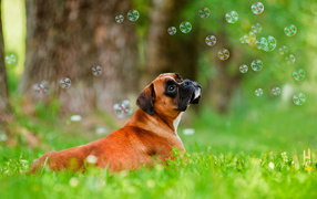 Beautiful boxer and soap bubbles