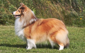 Beautiful fluffy Sheltie breed dog