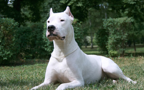 Beautiful serious Dogo Argentino