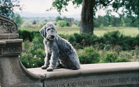 Bedlington Terrier posing on the fence