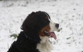 Бернская пастушья собака в снегу на фоне снегу