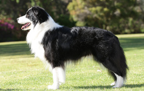 Border Collie on the lawn