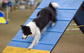 Border Collie performs the task