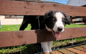Border Collie puppy stuck in a fence