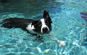 Border Collie swims in the pool