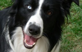 Border Collie with different eyes