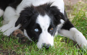 Border Collie with different eyes lying on the grass