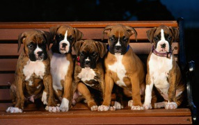 Boxer puppies on bench