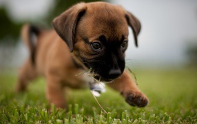 Boxer puppy for the first time in the street