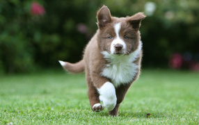 Коричневый щенок бордер-колли бежит