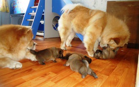 Chow-Chow family