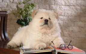 Chow-Chow is reading a book