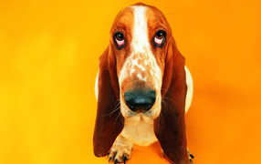 Cute basset hound on an orange background