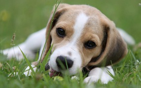 Милая собака породы бигль лежит на траве