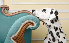 Dalmatian and the blue chair