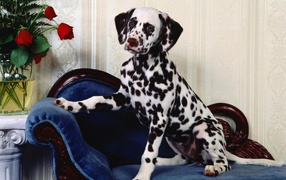 Dalmatian sitting on the chair