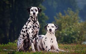 Dalmatians in the forest