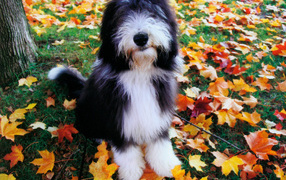 Собака породы бобтейл на осенних листьях