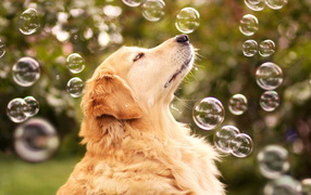 Dog catches bubbles