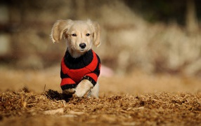 Dog in knitted clothes